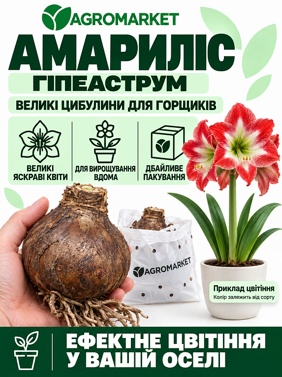 Гіппеаструм махровий "Double Dream" (Амариліс)