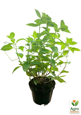 Гортензия метельчатая 2-х летняя "Mojito" высота саженца 20-30см - фото 6