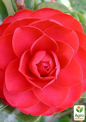 LMTD Камелия цветущая японская 2-х летняя "Eugenia de montijo" (высота 30-40см) - фото 6