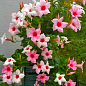 Дипладения (Mandevilla) "Rio Cream" (цветущая лиана)