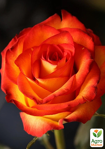 Роза чайно-гибридная "Ксюша" (саженец класса АА+) высший сорт