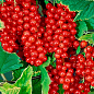 Смородина червона "Джуніфер" (ранній термін дозрівання, високоврожайний сорт)
