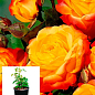 Троянда в контейнері дрібноквіткова "Літл Сенсейшн" (саджанець класу АА+)