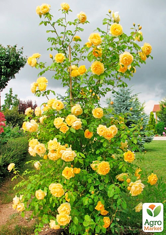 Троянда плетиста "Хортиця" (саджанець класу АА+) вищий сорт  - фото 4