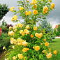 Троянда плетиста "Хортиця" (саджанець класу АА+) вищий сорт 