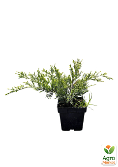 Можжевельник средний "Mint Julep" вазон С2  диаметр 30-40 см1