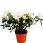 Рододендрон комнатный "White" 