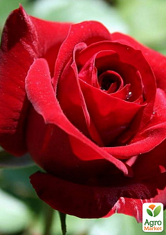 Троянда флорибунда "Нікколо Паганіні" (саджанець класу АА +) вищий сорт 1 саджанець в упаковці1