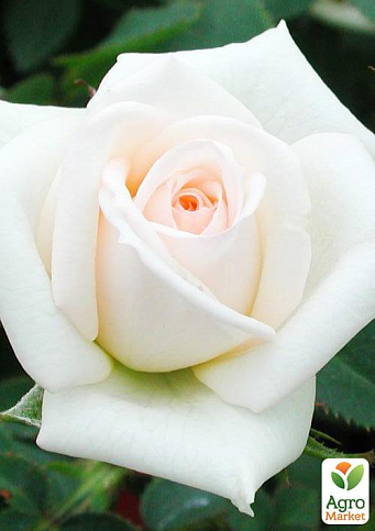 Роза Миниатюрная (комнатная) "Snow White" (Нидерланды) - фото 5