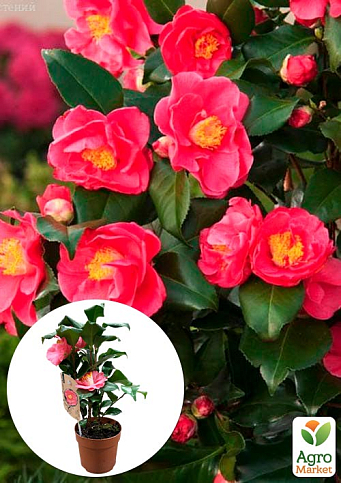 LMTD Камелия цветущая японская 2-х летняя "Dr King" (высота 45-55см)