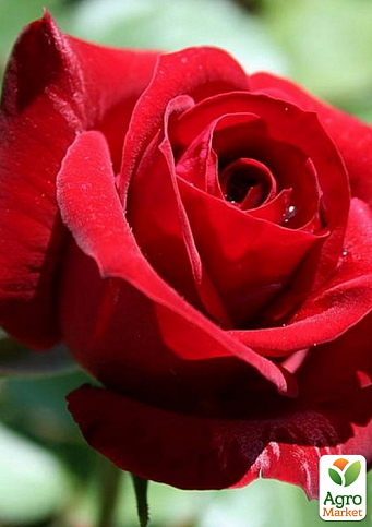 Троянда флорибунда "Нікколо Паганіні" (саджанець класу АА +) вищий сорт 1 саджанець в упаковці