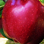 Яблуня "Топ Ред" (зимовий сорт, пізній термін дозрівання)