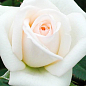 Роза Миниатюрная (комнатная) "Snow White" (Нидерланды)