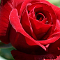 Троянда флорибунда "Нікколо Паганіні" (саджанець класу АА +) вищий сорт 1 саджанець в упаковці