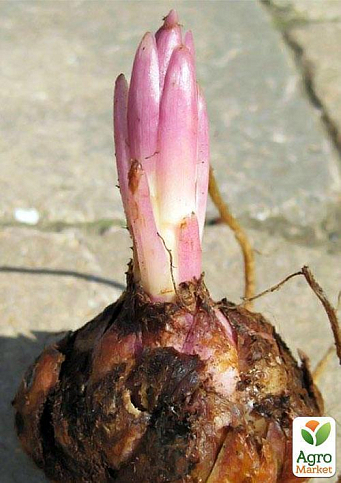 Лілія "Casa Blanca" - фото 4