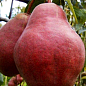 Груша "Вильямс Красный"