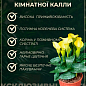 LMTD Зантедеския (калла комнатная) "Captain Ventura"  высота 30-40см купить