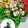 Каланхоэ Блоссфельда "MIX" Уценка" (Kalanchoe Blossfeldiana) (Нидерланды)
