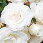 LMTD Роза 2-х летняя "Wedding White" (укорененный саженец в горшке, высота 25-35см) цена