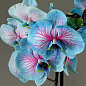 Орхидея (Phalaenopsis) "Cascade Lace" цена