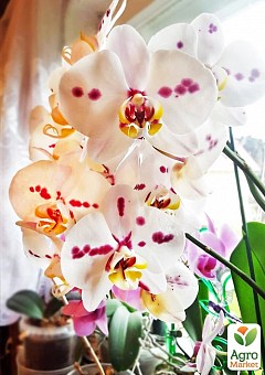 Орхідея Міні (Phalaenopsis) "Leo"1