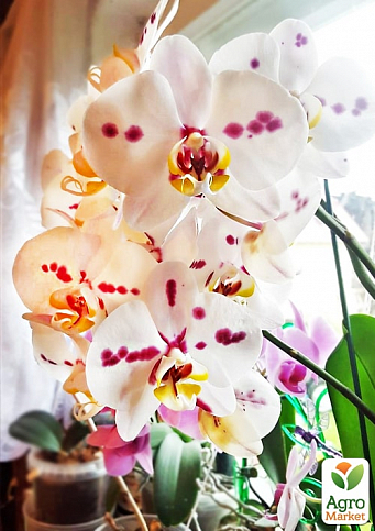 Орхідея Міні (Phalaenopsis) "Leo"