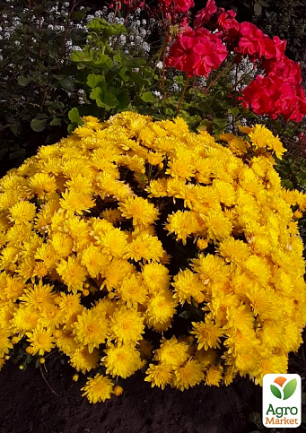 Хризантема Садовая "Yellow Mamount" (высота 30-50см) - фото 2
