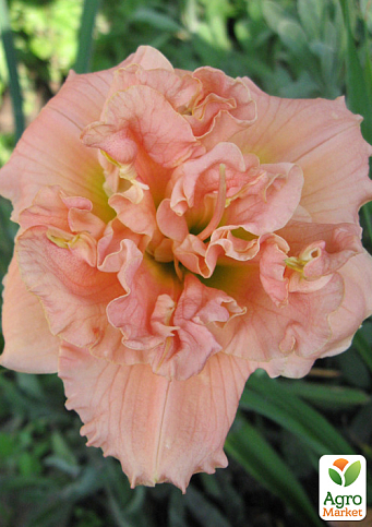 Лилейник "Siloam Double Classic" 1шт в упаковке - фото 4