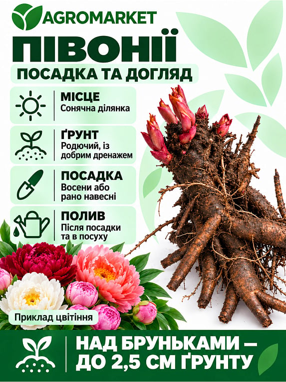 Півонія трав'яниста "Francoise Ortegat" NEW