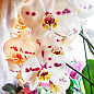 Орхидея Мини (Phalaenopsis) "Leo"