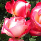 Роза чайно-гібридна "Rina Herholdt"