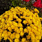 Хризантема Садовая "Yellow Mamount" (высота 30-50см) купить