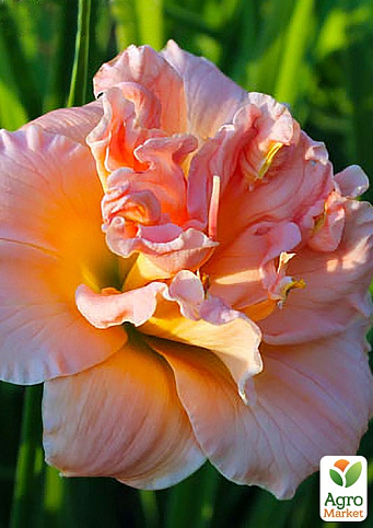 Лилейник "Siloam Double Classic" 1шт в упаковке