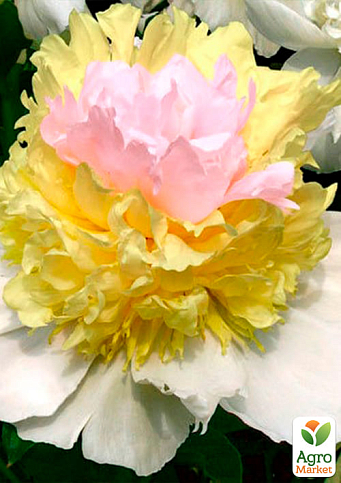 Пион травянистый "Top Brass" 1шт в упаковке - фото 2