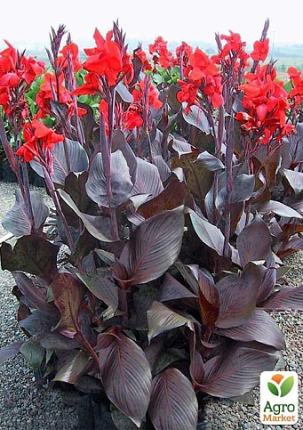 Канна "Black Knight" 1шт в упаковке