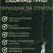 Груша "Талгарская красавица" (осенний сорт, средний срок созревания) купить