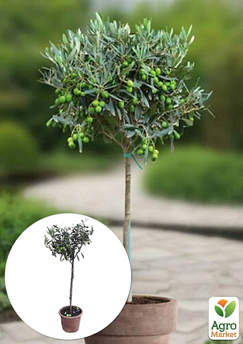 LMTD Олива "Green Life" 3 роки на штамбі (висота 70-90см)