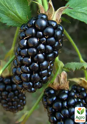 Малинно-ежевичный гибрид 2-х летний "Марионберри" (ранний срок созревания) вазон 0,8л