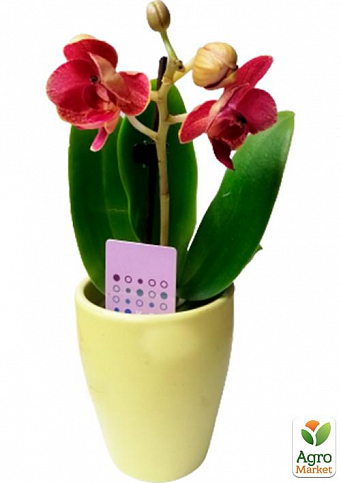 Орхидея Super Mini (Phalaenopsis) "Apricot" - фото 2