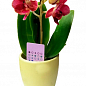 Орхидея Super Mini (Phalaenopsis) "Apricot" купить
