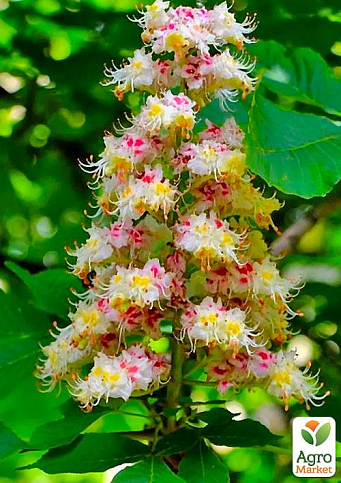 Каштан кінський "Aesculus" (красиво квітуче дерево)