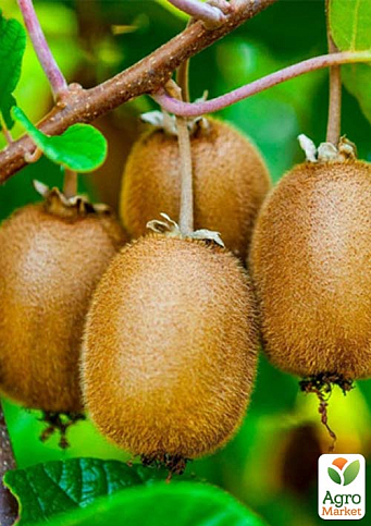 Ківі "Аллісон" (високоурожайний сорт)