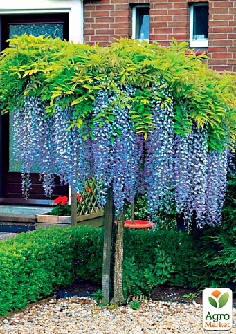 Гліцинія блакитна "Блю Сапфір" (Blue Sapphire)