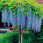 Гліцинія блакитна "Блю Сапфір" (Blue Sapphire)