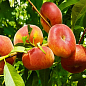 Інжирний персик "Світ Кап" (літній сорт, середньо-пізній термін дозрівання)
