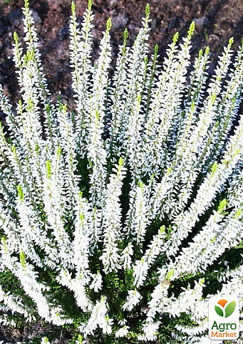 Верес вічнозелений "Long White" - фото 2