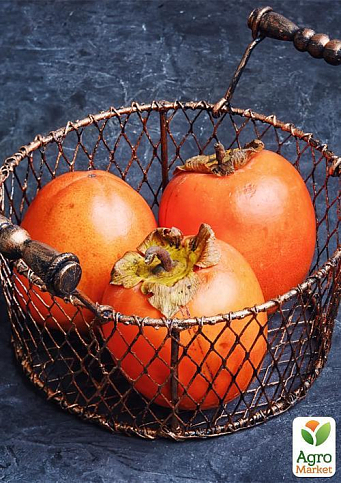 Хурма на віргінській морозостійкій підщепі "Божий дар" вищий сорт! - фото 8