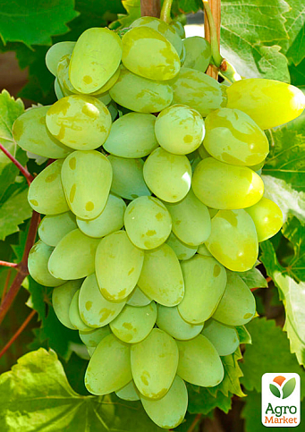 Виноград "Альбіна" (ранній термін дозрівання, великий, солодкий)