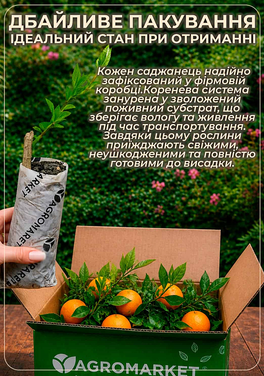 Апельсин "Ваніл.Сангуіно" - фото 3