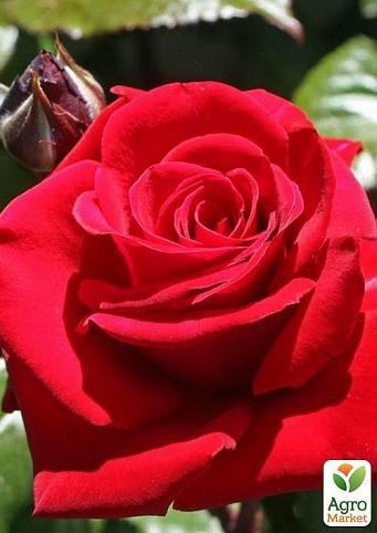 Роза чайно-гибридная "Софи Лорен" (саженец класса АА+) высший сорт